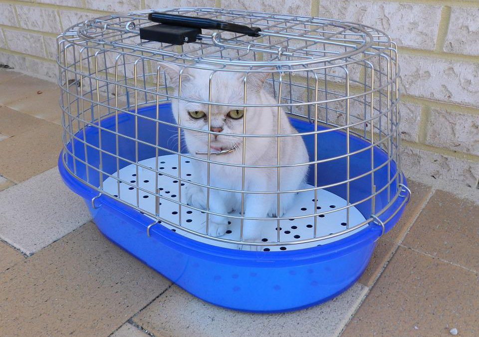 Jak wygląda praca weterynarza?